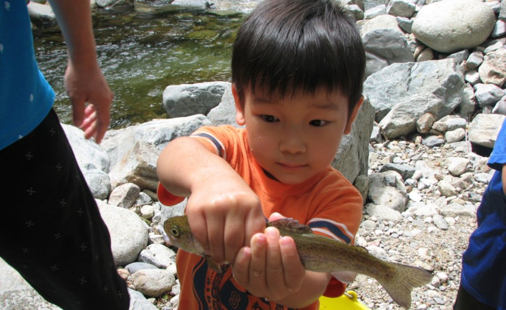 Fish Catching